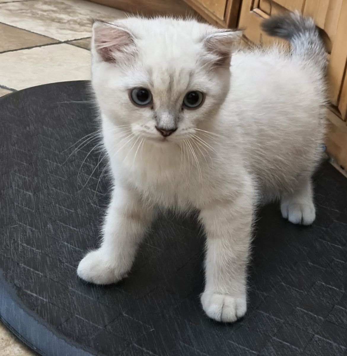 Scottish Fold Kitten