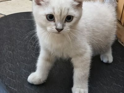 Scottish Fold Kitten