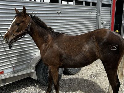 Yearling Filly