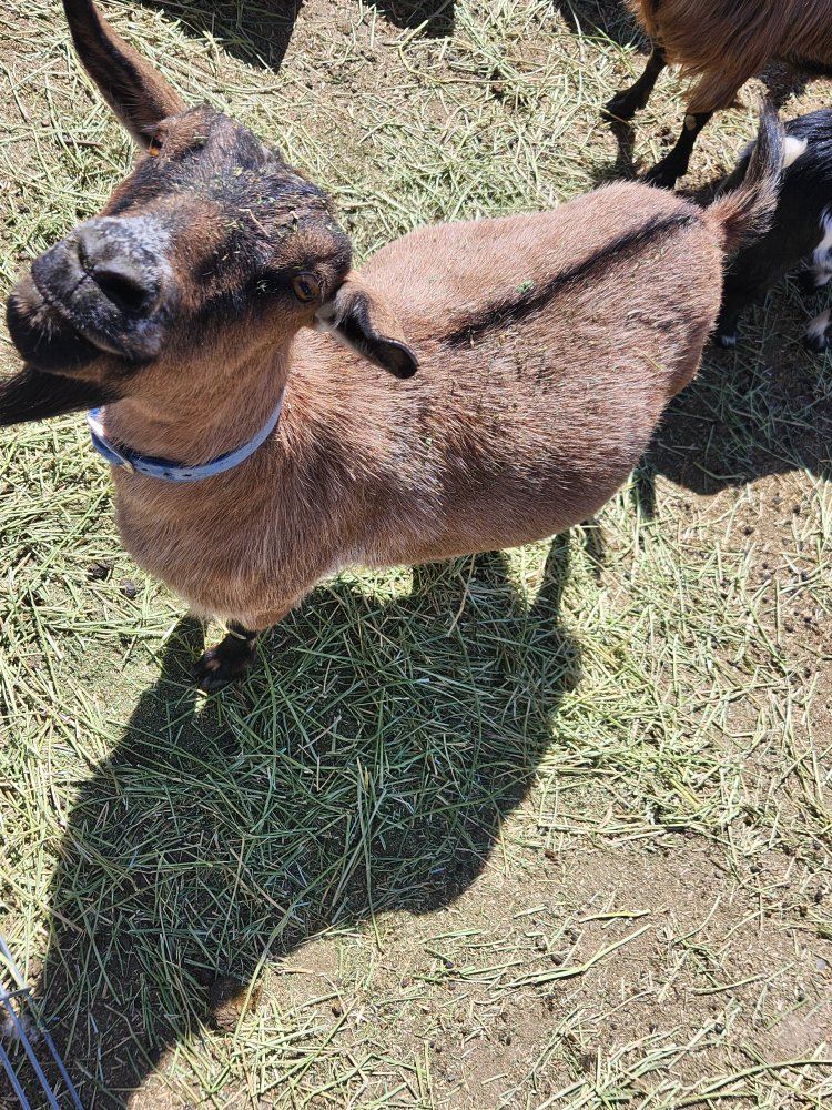 Goats Big & Small Girls & Boys