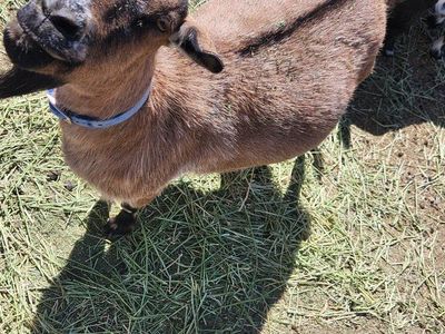 Goats Big & Small Girls & Boys