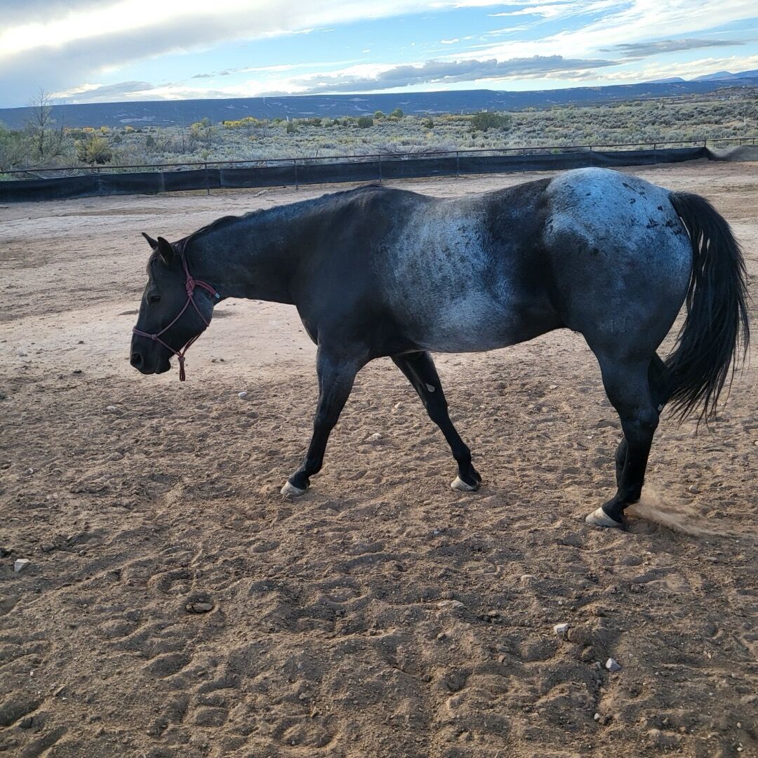 Blue Roan Gelding