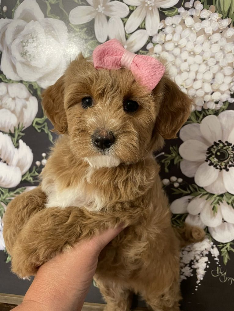 Micro Goldendoodle Girl, Ready NOW, Price Reduced
