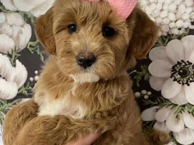 Micro Goldendoodle Girl, Ready NOW, Price Reduced