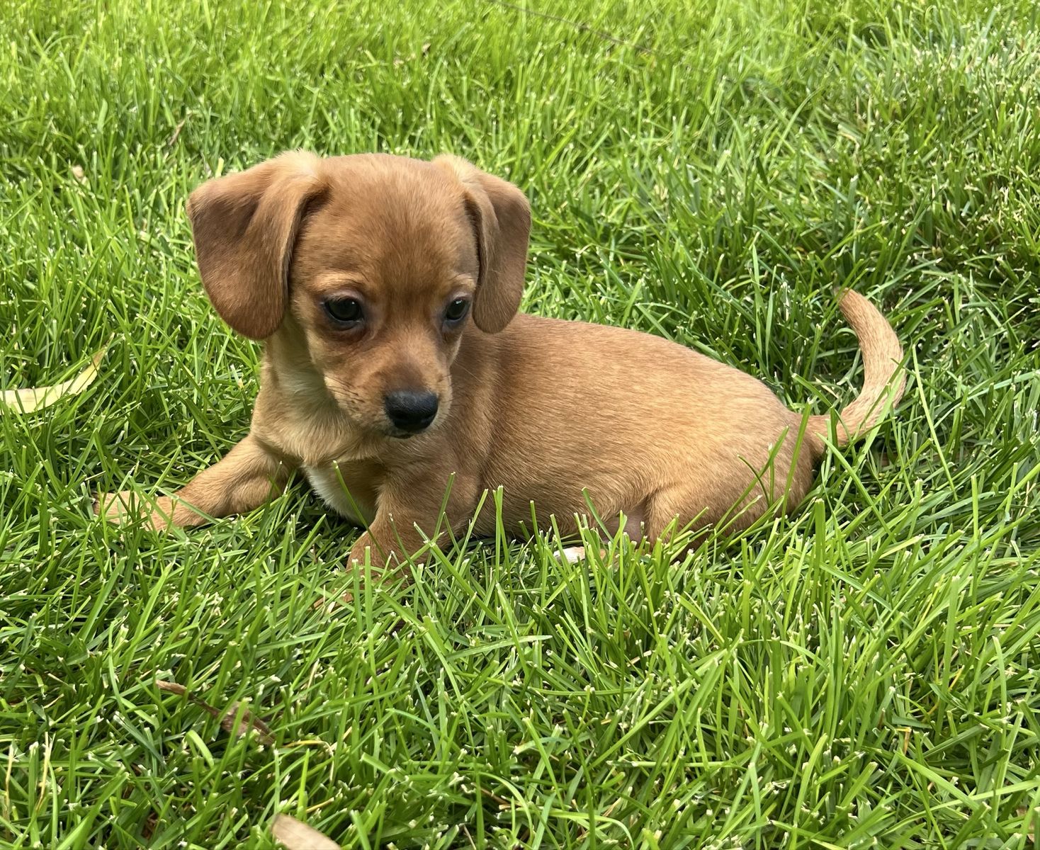 Chiweenie Puppies - Dachshund x Chihuahua Cross