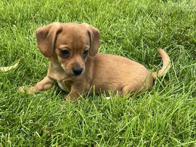Chiweenie Puppies - Dachshund x Chihuahua Cross