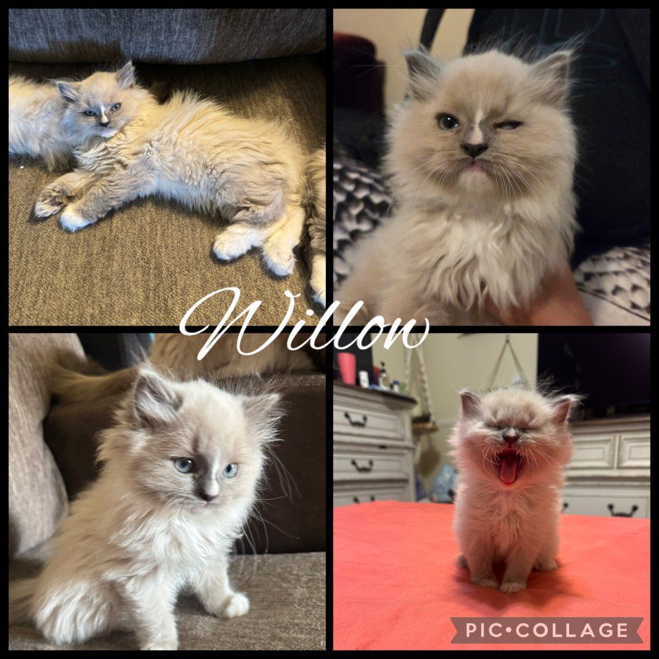 Sweet Purebred Ragdoll Kittens: updated pics and prices!