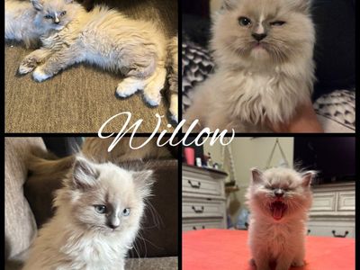 Sweet Purebred Ragdoll Kittens: updated pics and prices!
