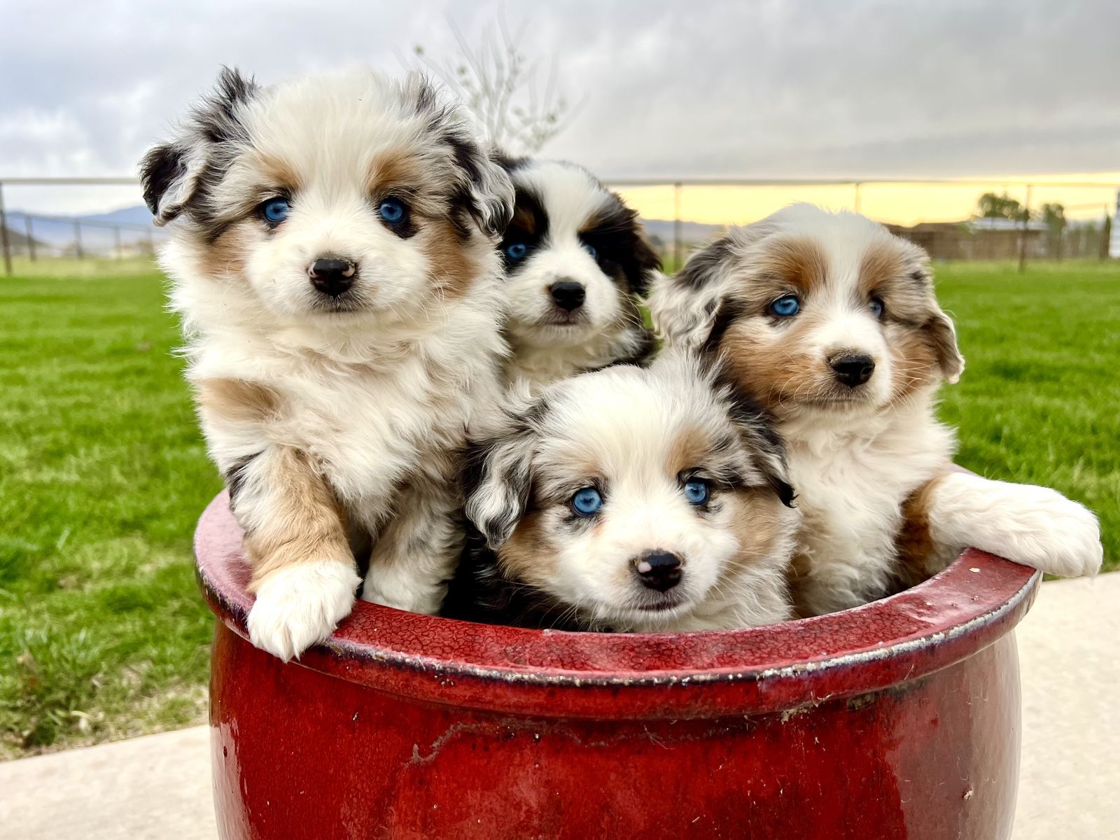ASDR Australian Shepherd Puppies for Sale