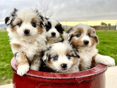 ASDR Australian Shepherd Puppies for Sale