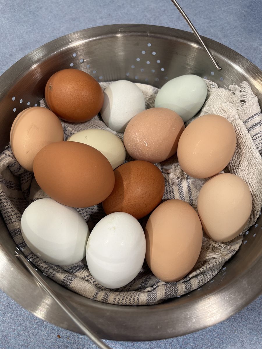 Fresh Eggs