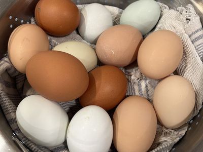Fresh Eggs