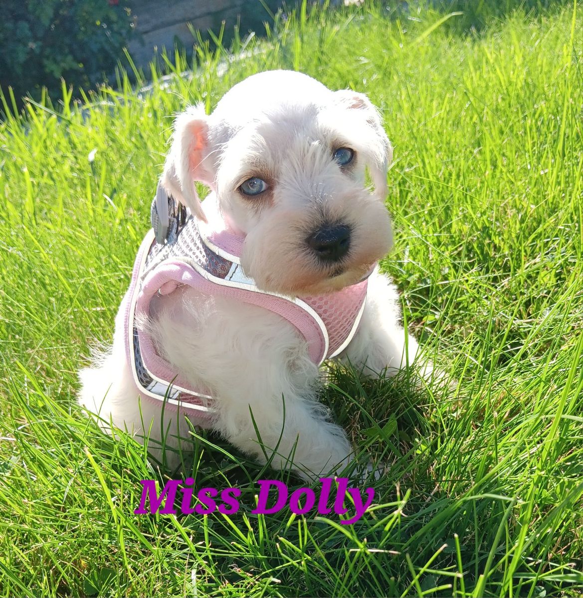 AKC MINIATURE SCHNAUZER  Miss Dolly