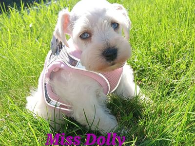 AKC MINIATURE SCHNAUZER Miss Dolly