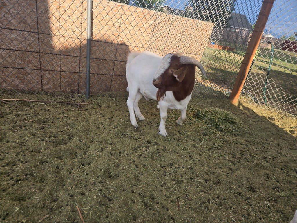 Male goat