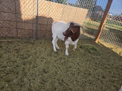 Male goat