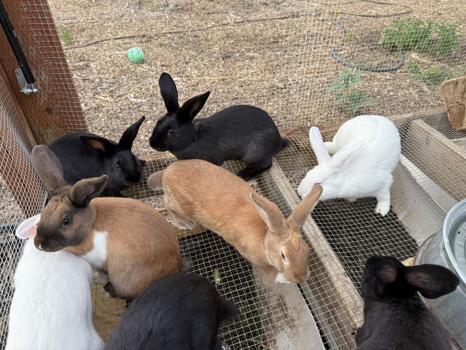 New Zealand Rabbits