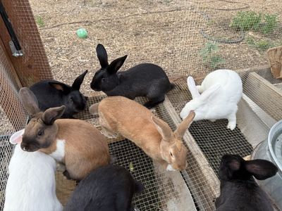 New Zealand Rabbits