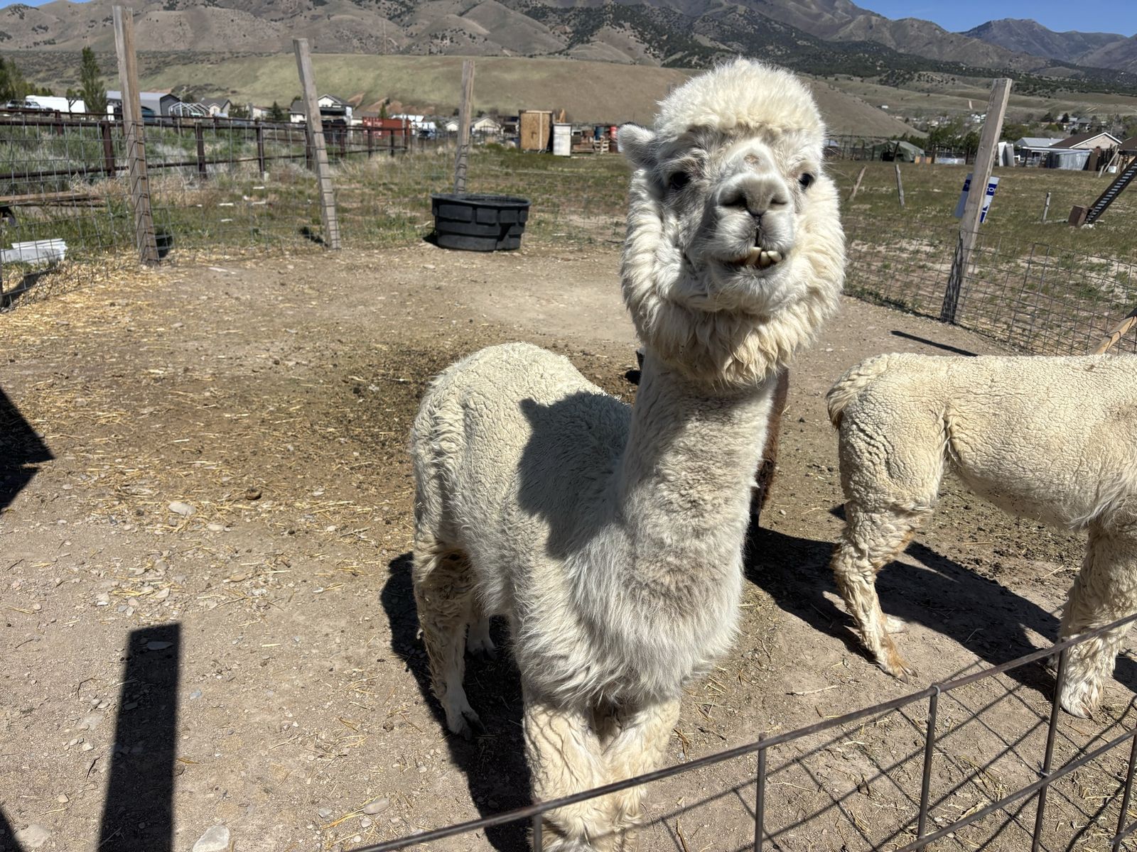 Papered alpaca