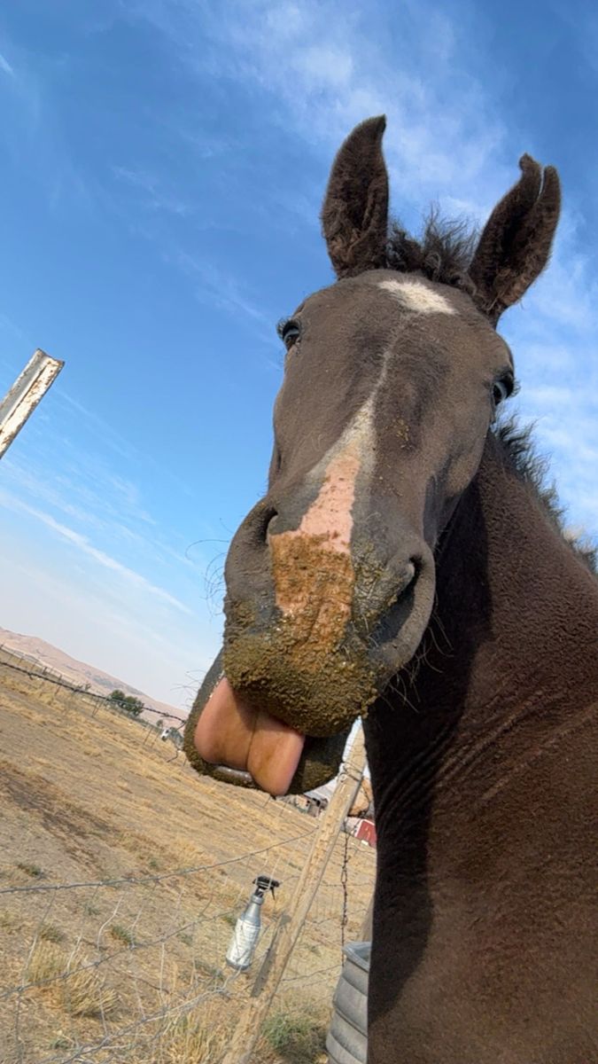 4 Year old Curly Mix With a Tennessee Walker