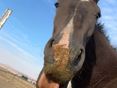 4 Year old Curly Mix With a Tennessee Walker