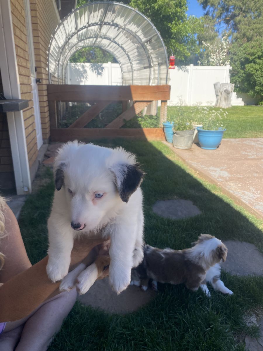 Mini Aussie corgi