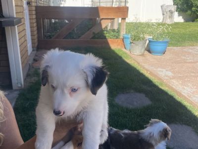 Mini Aussie corgi