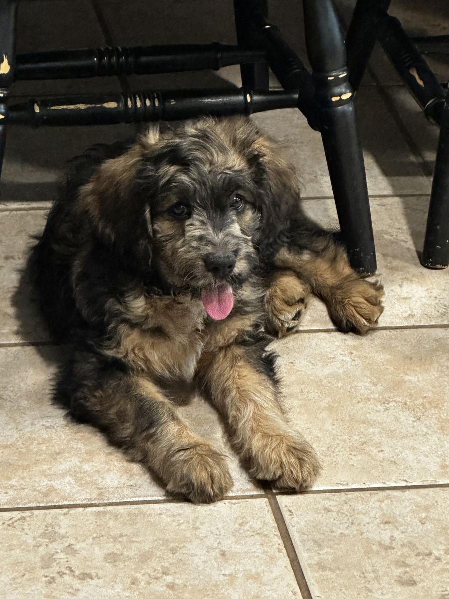Male Tri colored Bernadoodle