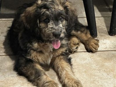Male Tri colored Bernadoodle