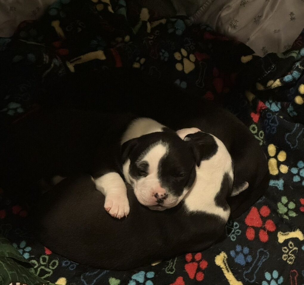 MALE Staffy puppy