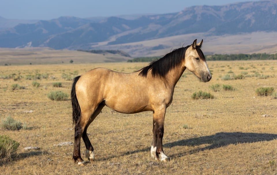 Registered drum cross filly