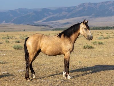 Registered drum cross filly