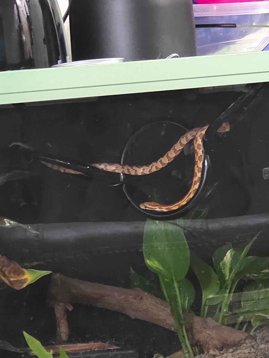 Baby corn snake and bioactive enclosure