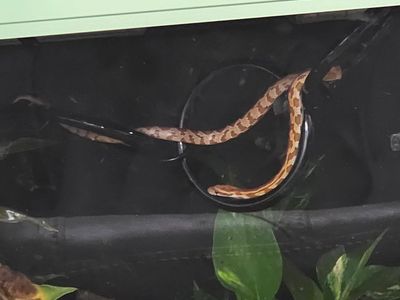 Baby corn snake and bioactive enclosure