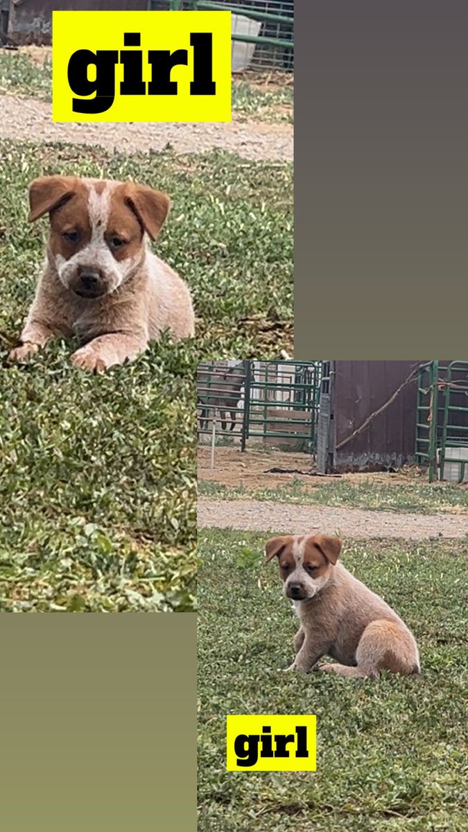 Australian Cattle Dog Puppies - Blue Heeler & Red Heeler (Girl & Boy)