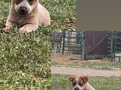 Australian Cattle Dog Puppies - Blue Heeler & Red Heeler (Girl & Boy)