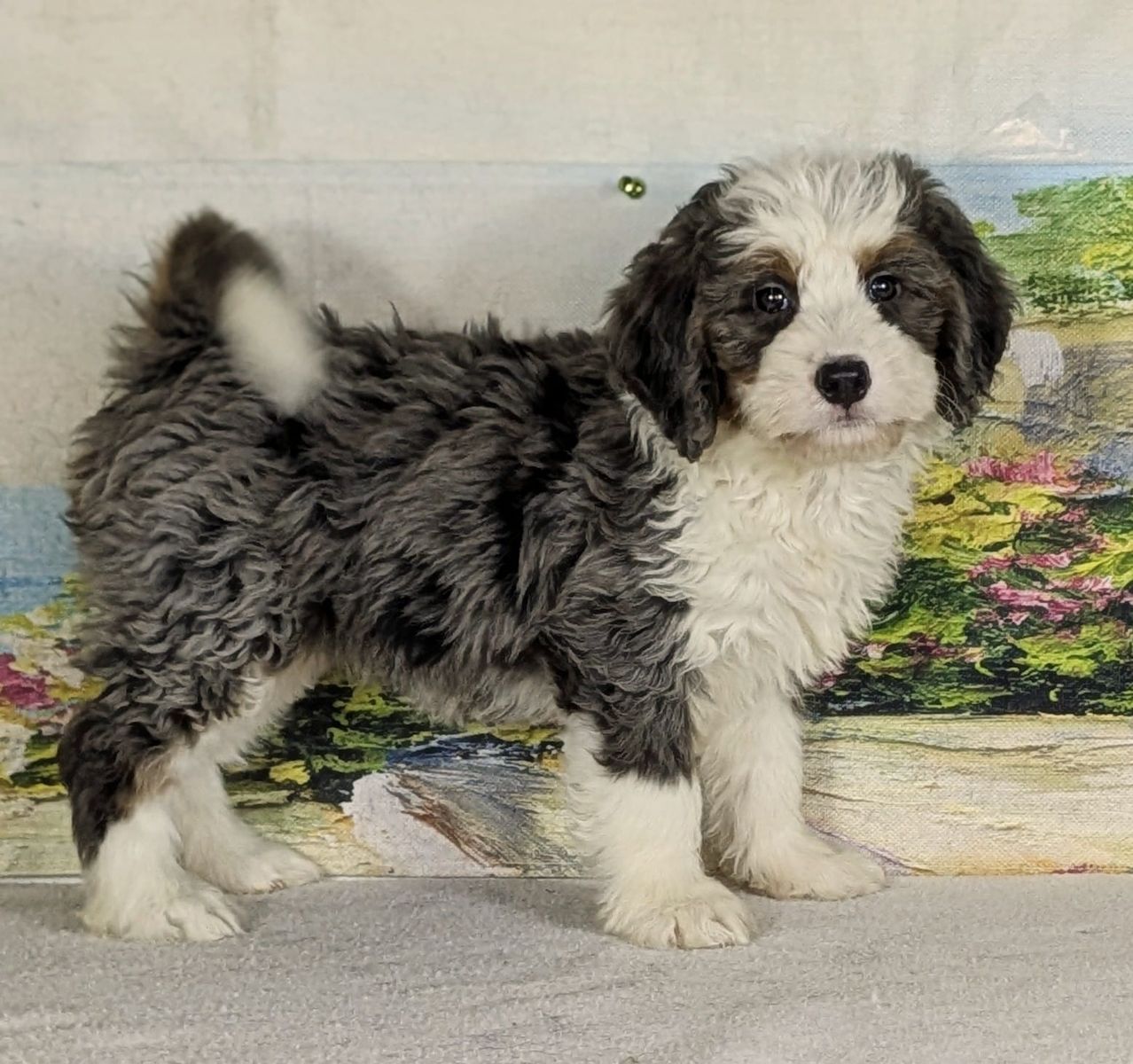 Girl Fifi – Merle Mini Bernedoodle $2400
