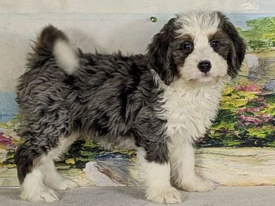 Girl Fifi – Merle Mini Bernedoodle $2400