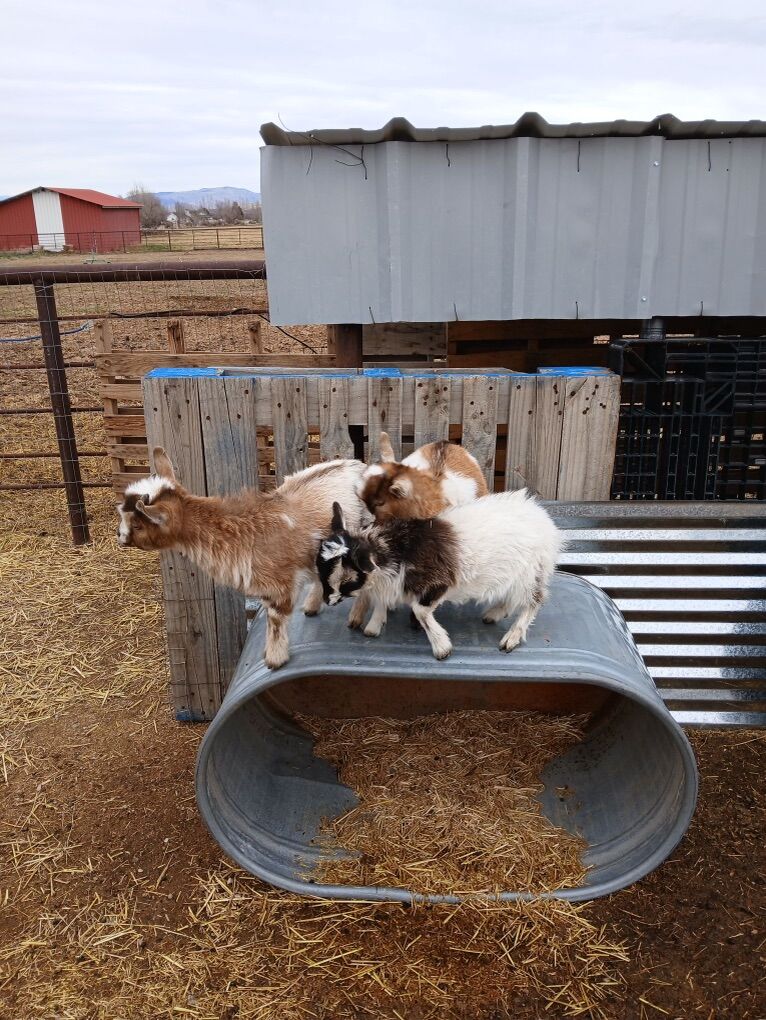 Nigerian Dwarf babies