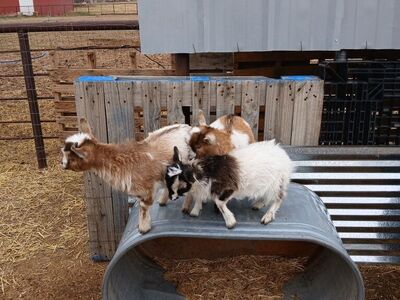 Nigerian Dwarf babies