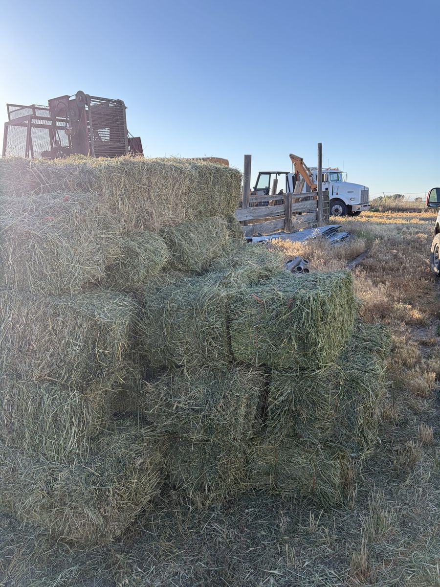 2026 Alfalfa hay small bales