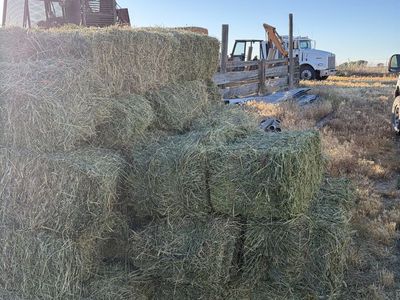 2026 Alfalfa hay small bales
