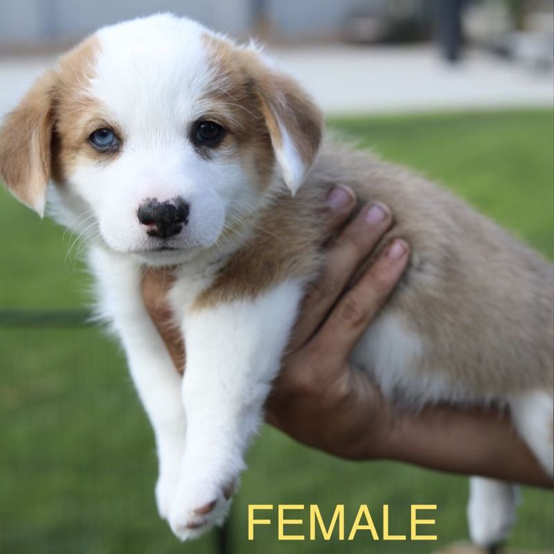 AKC Pembroke Welsh Corgi Puppies - 4 Females, 3 Males
