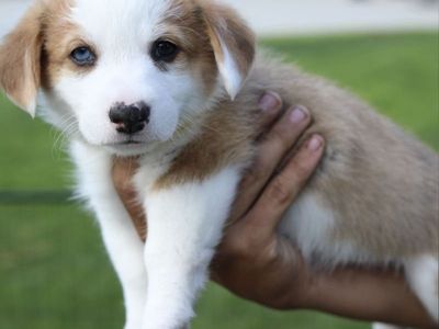 AKC Pembroke Welsh Corgi Puppies - 4 Females, 3 Males