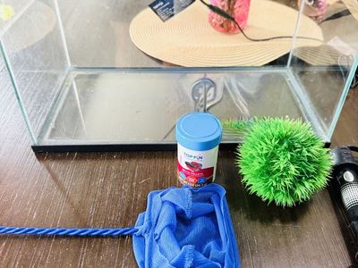 4-Gallon Glass Fish Tank Setup