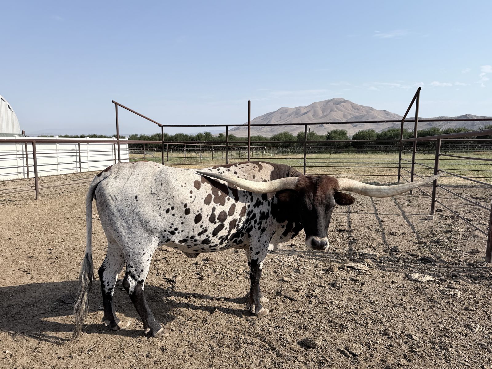 Registered Longhorn Cows - 3 Female, Papered, Great Condition