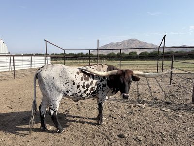 Registered Longhorn Cows - 3 Female, Papered, Great Condition