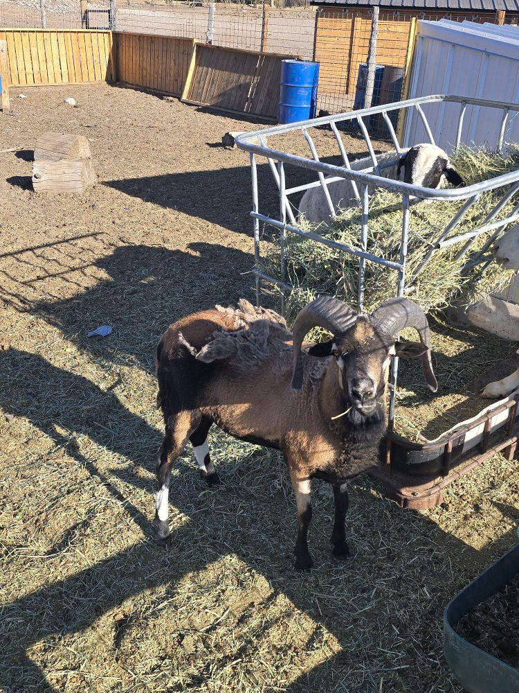 blackbelly ram and ewe