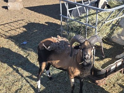 blackbelly ram and ewe