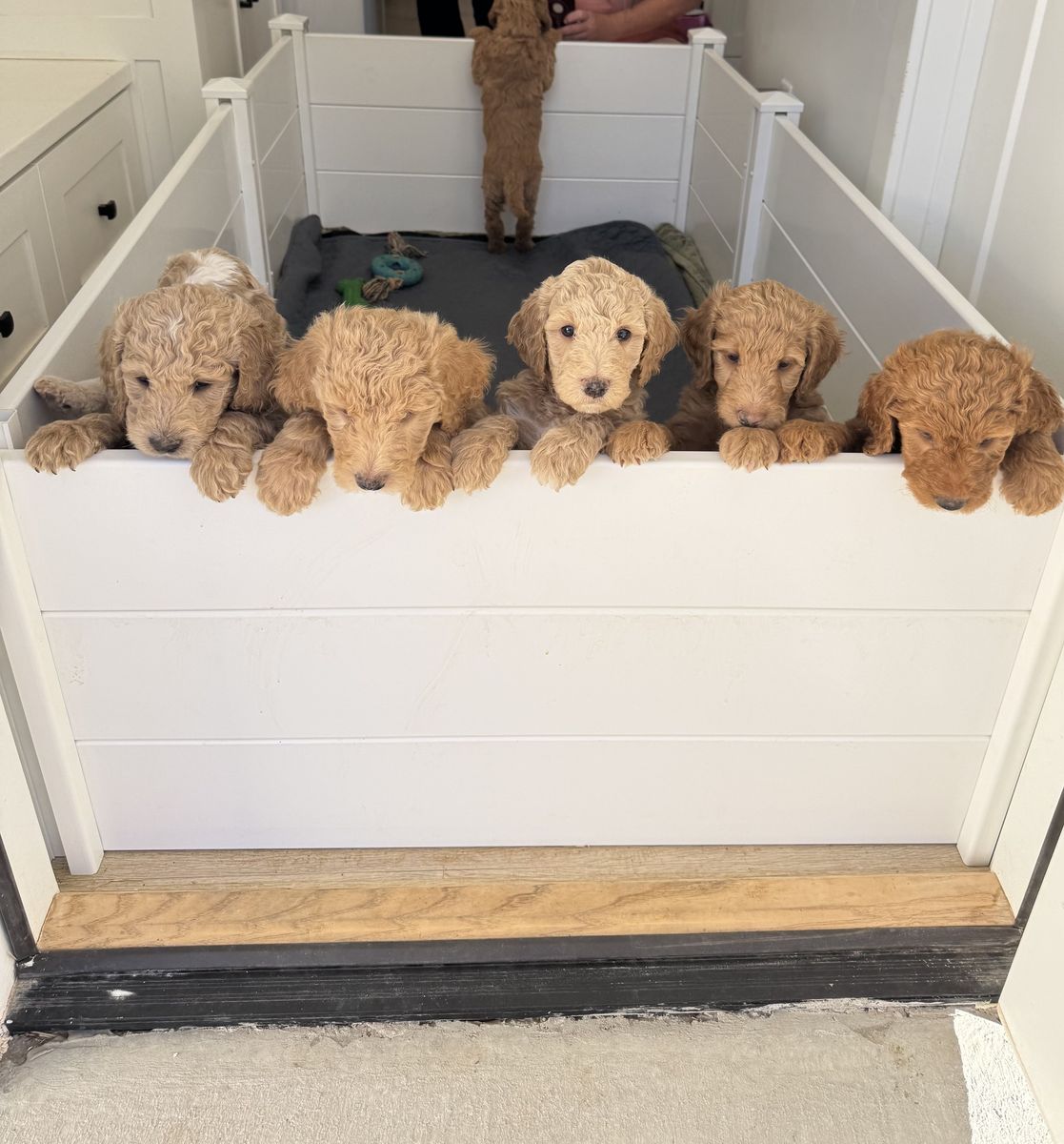 F3 Standard Golden doodle puppies